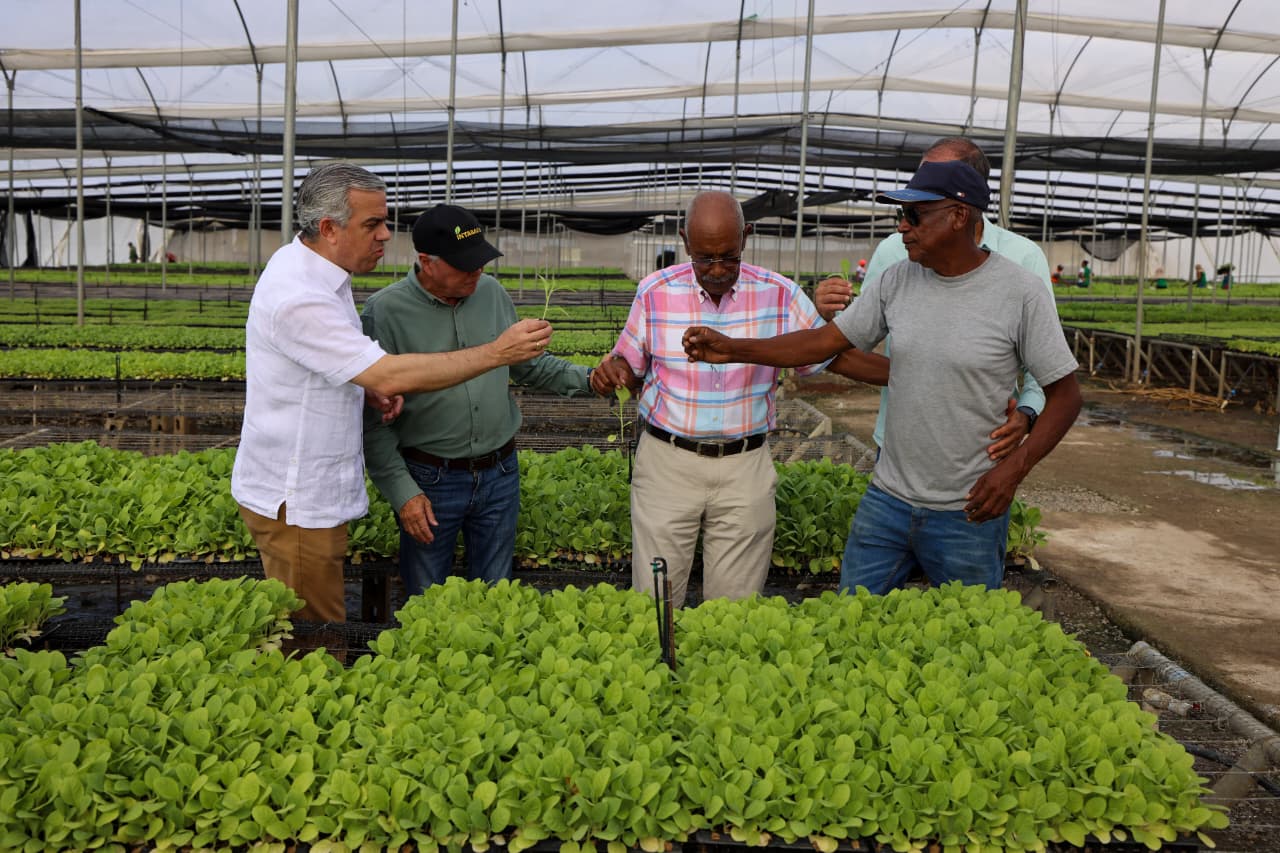 INTABACO producirá 15 millones de plantas de tabaco para Zafra 2025-2026